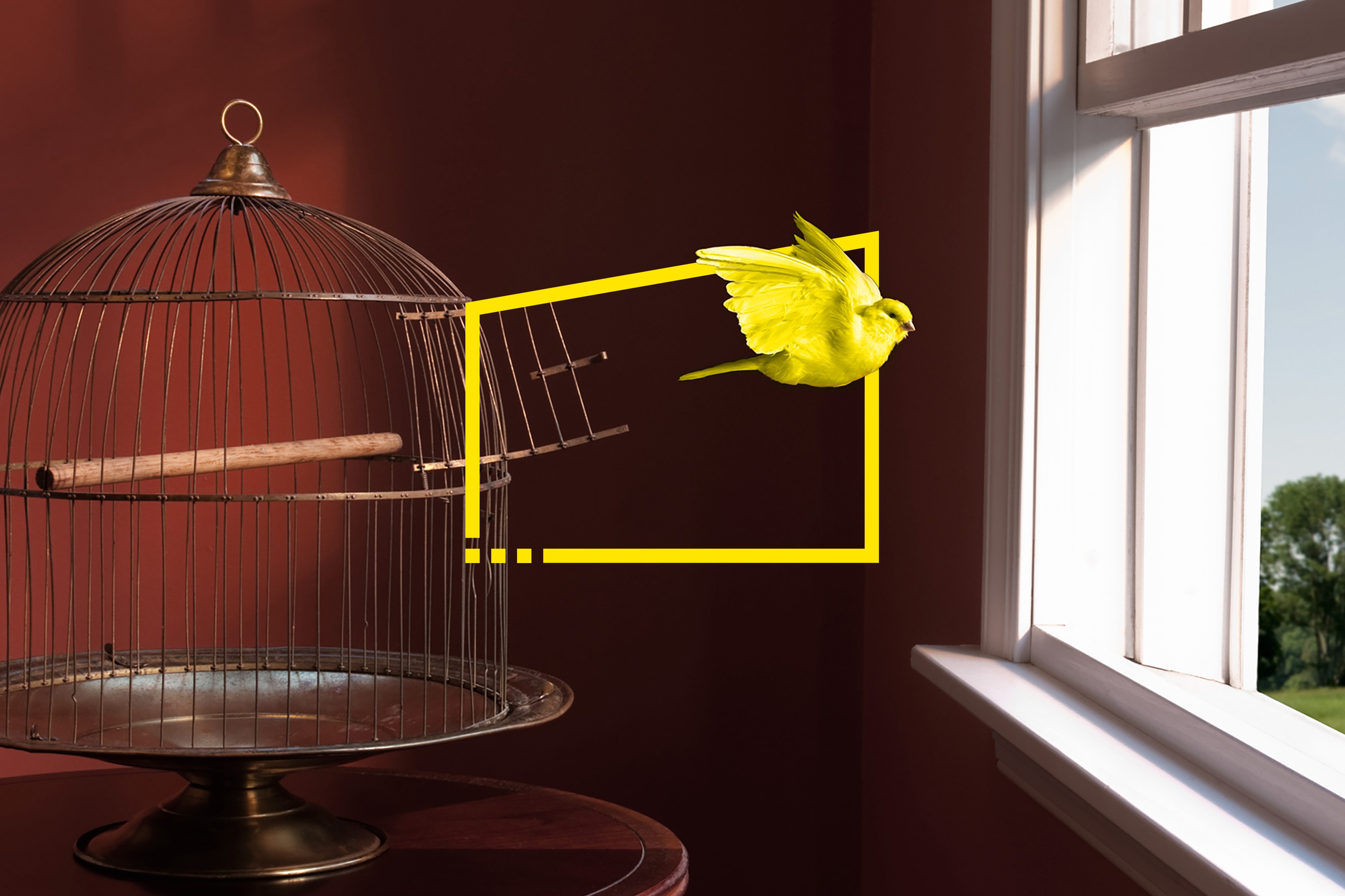 canary escaping cage flying-toward open window static image